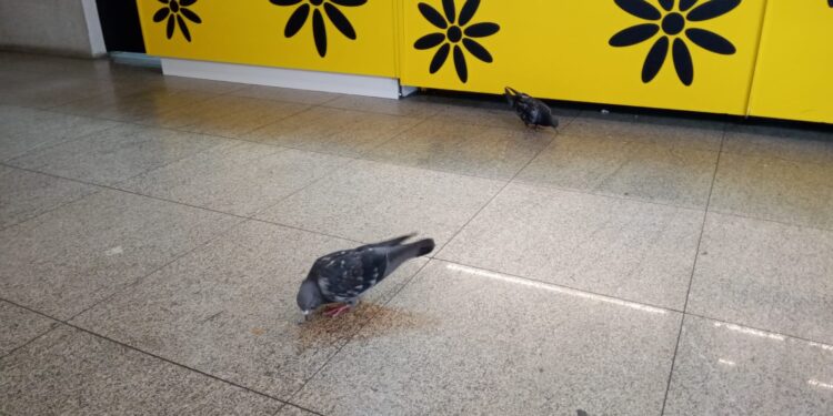 INSTANTÂNEOS: Novo Método de Limpeza