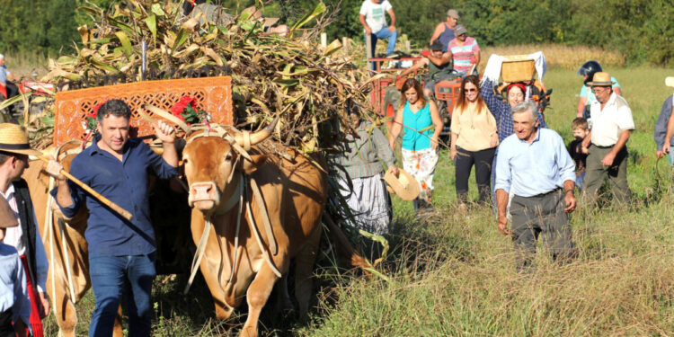 Feira Grande de São Miguel