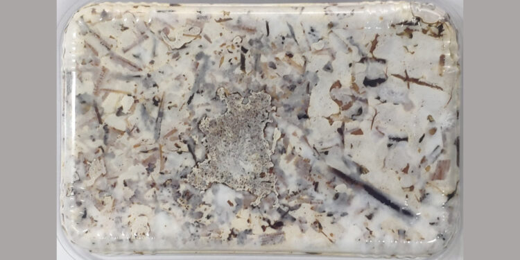 Resíduos e Fungos usados na construção