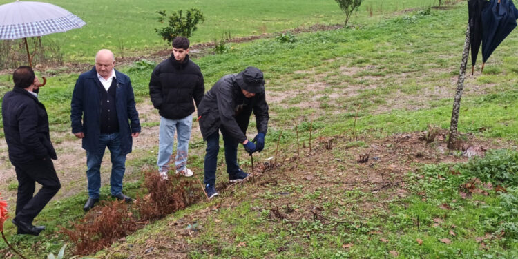 Outiz: Árvores plantadas