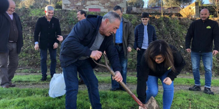 Outiz: Árvores plantadas