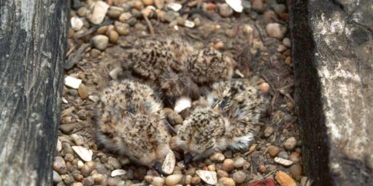 UC atenta a alterações climáticas