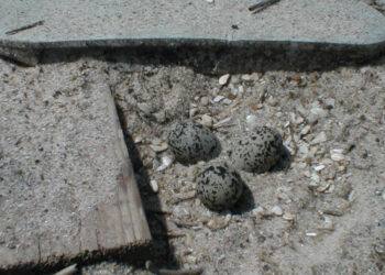 UC atenta a alterações climáticas