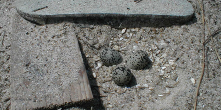 UC atenta a alterações climáticas