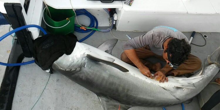 Ausência de humanos benéfica