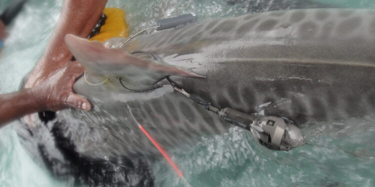 Ausência de humanos benéfica