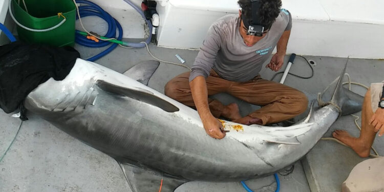 Ausência de humanos benéfica