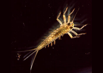 Rios mereceram estudo internacional