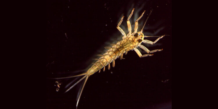 Rios mereceram estudo internacional