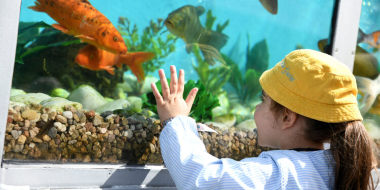 Eco-Escolas: Encontro Concelhio