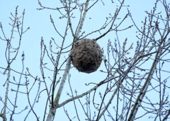 Vespa asiática, em Famalicão