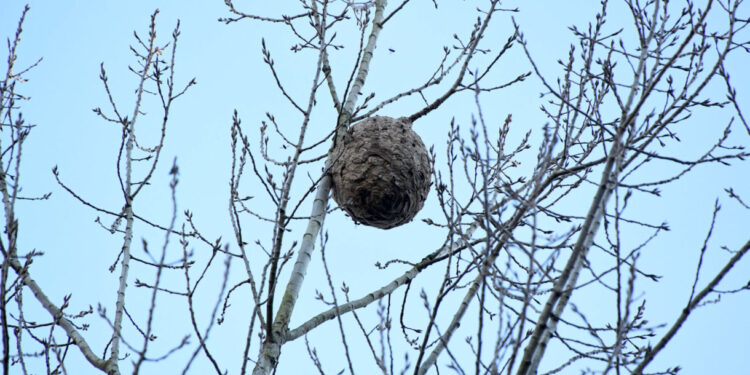 Vespa asiática, em Famalicão