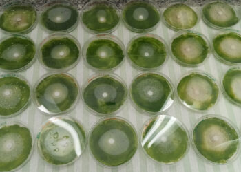 Óleos na preservação de monumentos