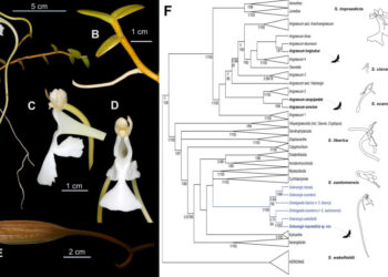 Descoberta de nova espécie