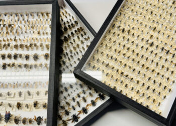 Insetos polinizadores observados pela UC