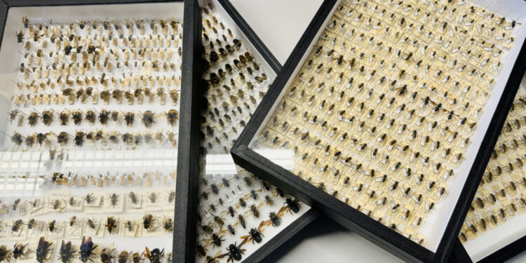 Insetos polinizadores observados pela UC