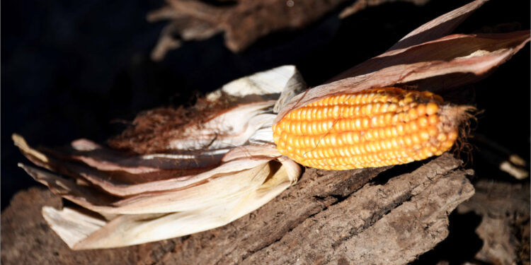Feira de São Miguel