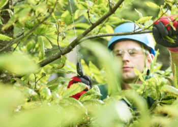 Podas nos plátanos, em Famalicão