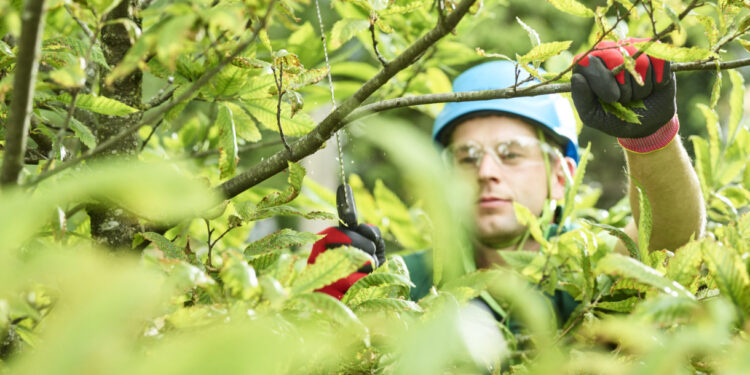 Podas nos plátanos, em Famalicão