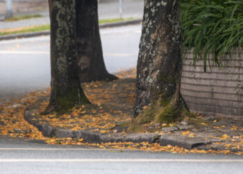 Abate de árvores em Famalicão