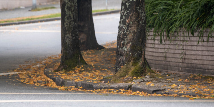 Abate de árvores em Famalicão