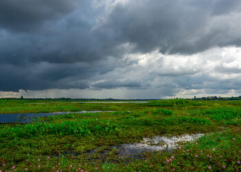 Com as primeiras chuvas