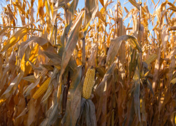 Desfolhada em Mogege