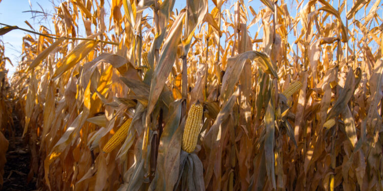 Desfolhada em Mogege