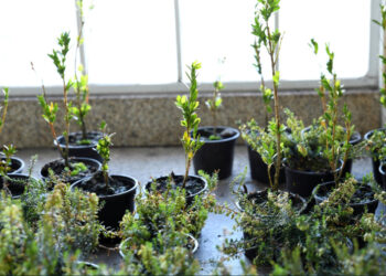 Famalicão mais verde