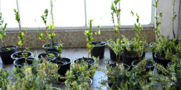 Famalicão mais verde