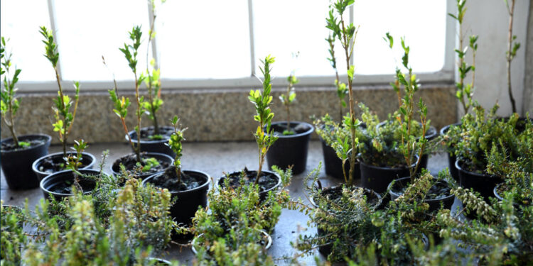 Famalicão mais verde