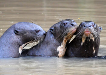 Rios da América do Sul
