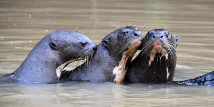 Rios da América do Sul