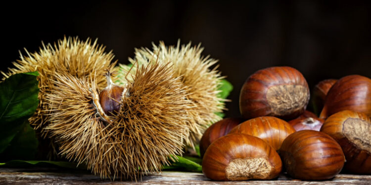 Mogege celebra São Martinho