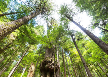 Plano Diretor Agrícola e Florestal