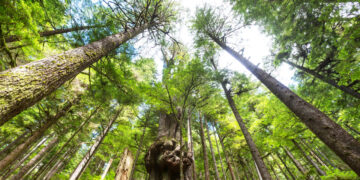 Plano Diretor Agrícola e Florestal