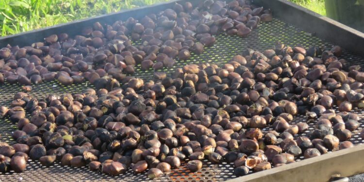 Magusto em Arnoso Santa Eulália