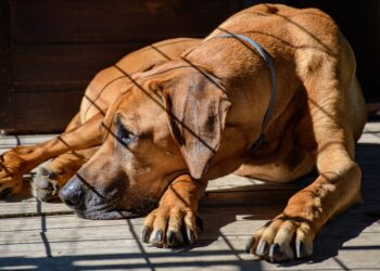 Adoções na época de Natal