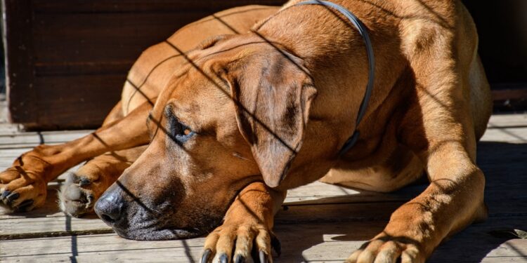 Adoções na época de Natal
