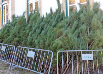 Oferta de pinheiro de Natal