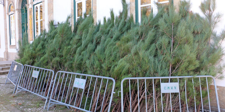 Oferta de pinheiro de Natal