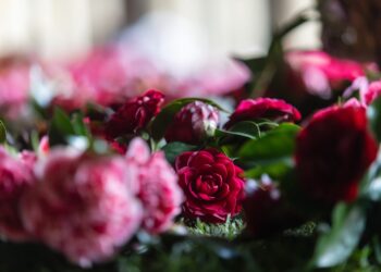 Dias da Camélia em Santo Tirso