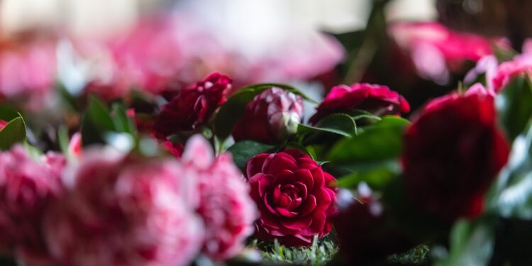 Dias da Camélia em Santo Tirso