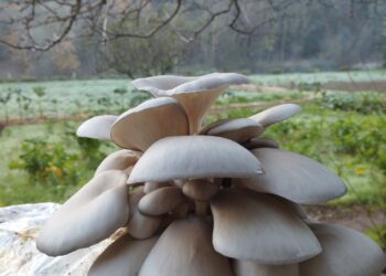 “Rondas” em Santo Tirso