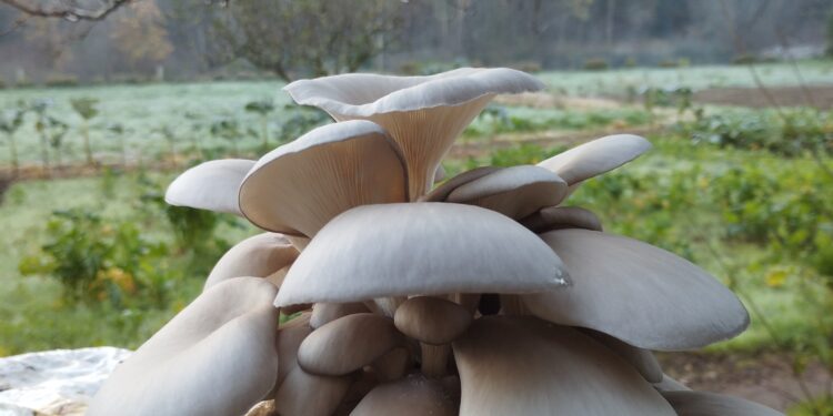 “Rondas” em Santo Tirso