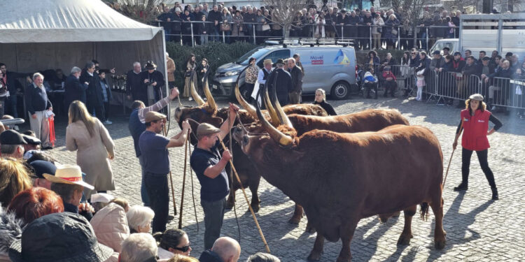 Feira das Candeias ao Domingo