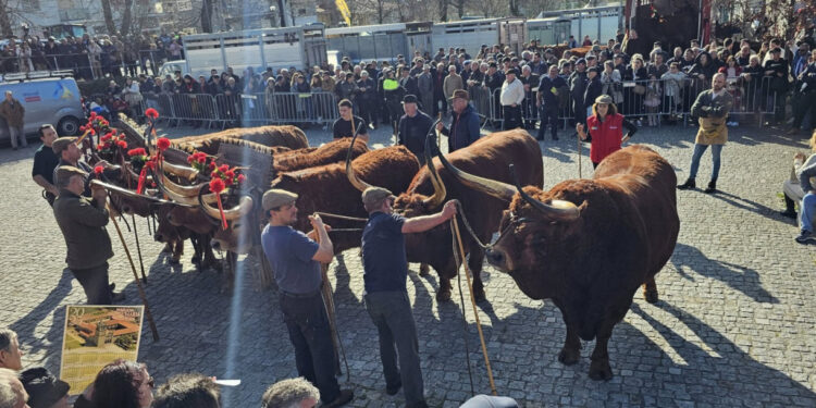 Feira das Candeias ao Domingo