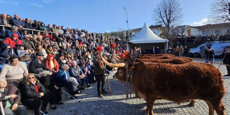 Feira das Candeias ao Domingo