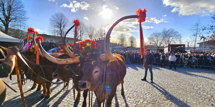 Feira das Candeias ao Domingo
