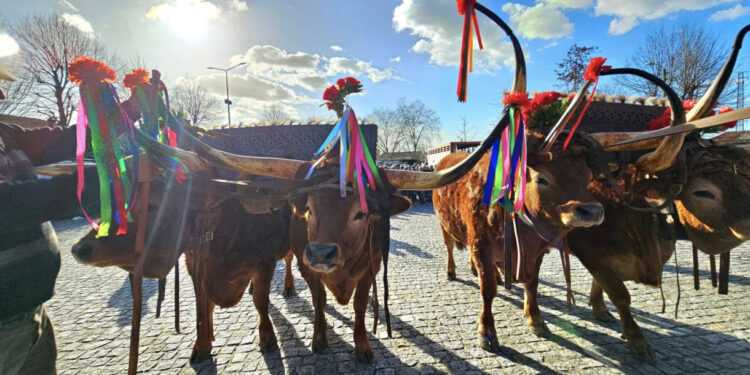 Feira das Candeias ao Domingo